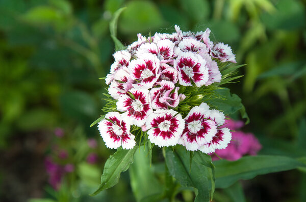 Гвоздика турецкая (Dianthus barbatus
)