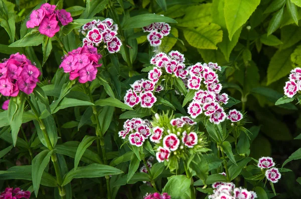 Oeillet floral Turc (Dianthus barbatus ) — Photo