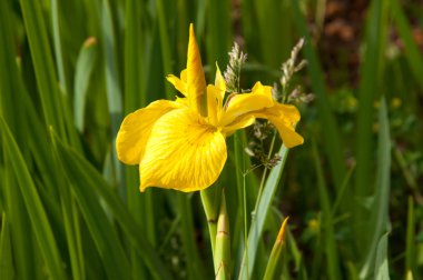 Sarı zambak çiçeği