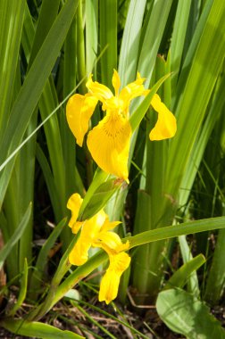 Sarı zambak çiçeği