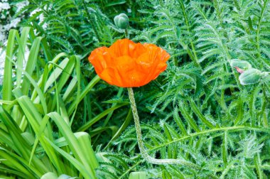 Çiçekler kırmızı haşhaş vardır