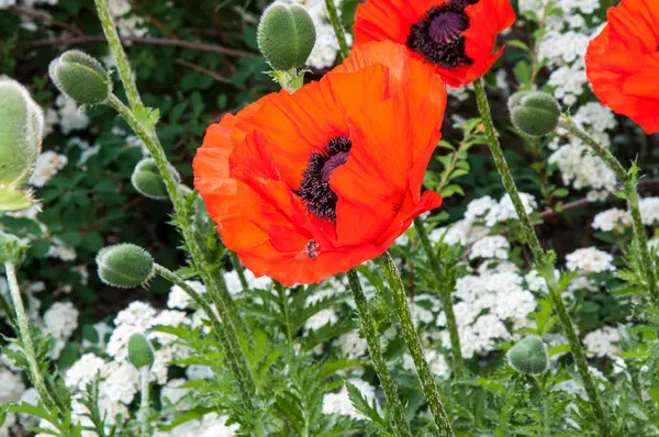 Flowers are red poppies — Stock Photo, Image