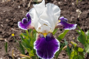 Iris beyaz-mavi renk