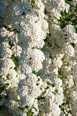 Alanlara küçük beyaz çiçekler