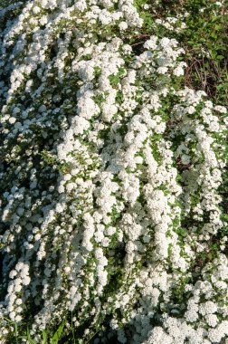 Alanlara küçük beyaz çiçekler