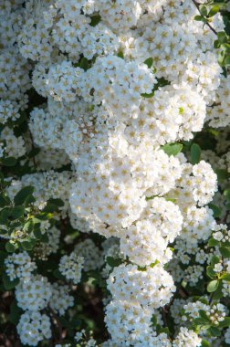 Alanlara küçük beyaz çiçekler