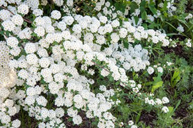 Alanlara küçük beyaz çiçekler