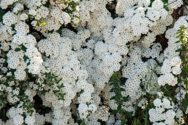 Alanlara küçük beyaz çiçekler