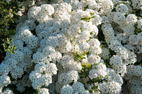 Piccoli fiori bianchi di spiraea — Foto Stock