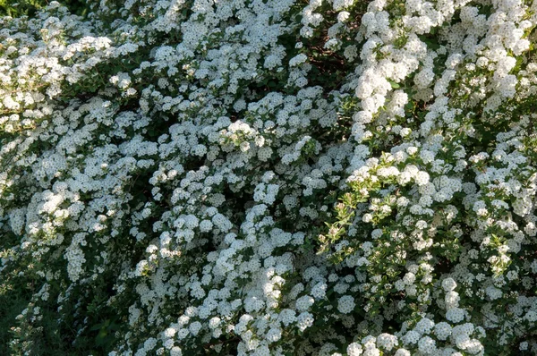 Malé bílé květy spiraea — Stock fotografie