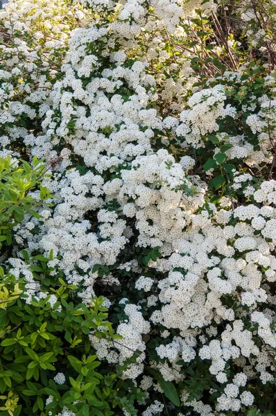 Pequeñas flores blancas de spiraea — Foto de Stock