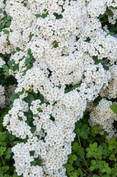 Piccoli fiori bianchi di spiraea — Foto Stock