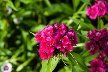 Çiçek karanfil Türk (karanfil barbatus).