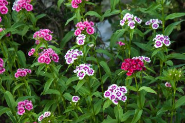 Çiçek karanfil Türk (karanfil barbatus).