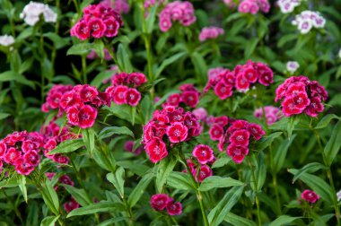 Çiçek karanfil Türk (karanfil barbatus).