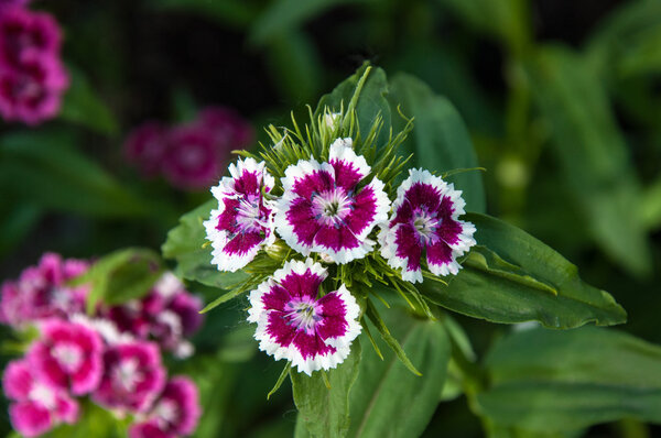 Гвоздика турецкая (Dianthus barbatus
).