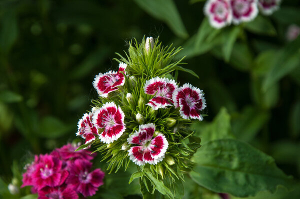 Гвоздика турецкая (Dianthus barbatus
).