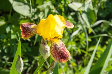 Iris sarı-kahverengi renk çiçek