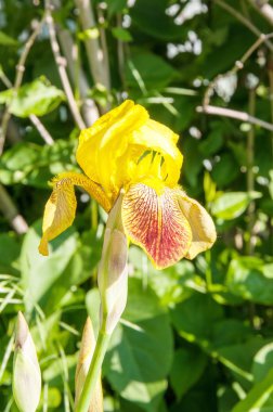 Iris sarı-kahverengi renk çiçek