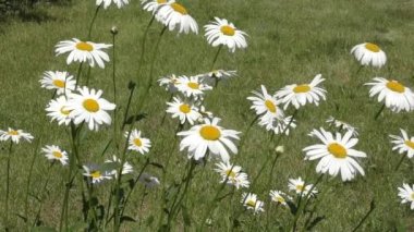 Bahar sabahı papatya