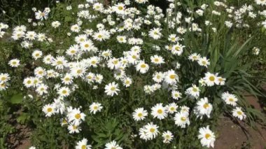 Bahar sabahı papatya