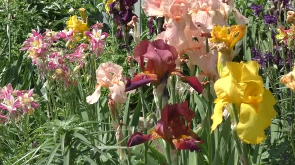 夏の庭に色とりどりの花 — ストック動画