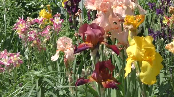 Fleurs colorées dans le jardin d'été 