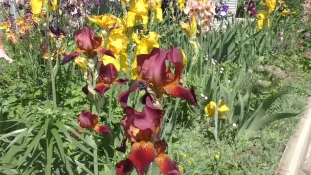 Kleurrijke bloemen in de zomertuin — Stockvideo