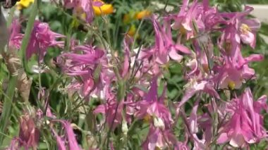 Yaz bahçesinde renkli çiçekler.