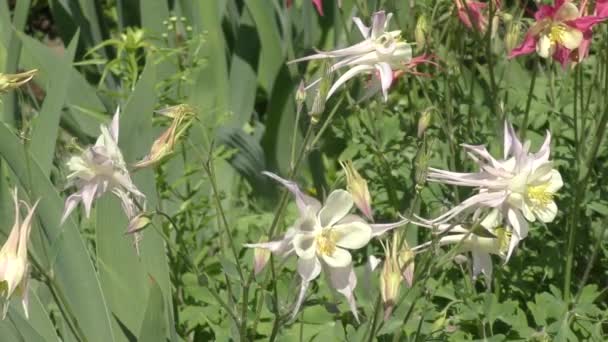 Flores coloridas en el jardín de verano . — Vídeo de stock