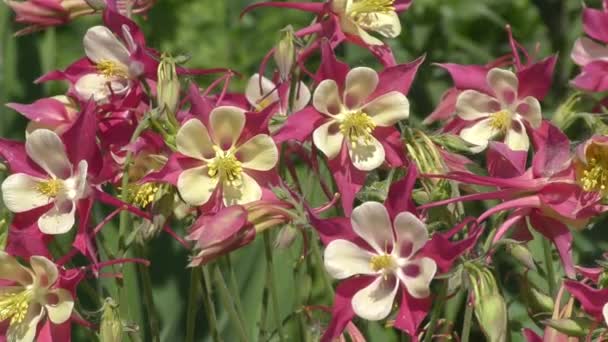 Flores coloridas en el jardín de verano . — Vídeo de stock
