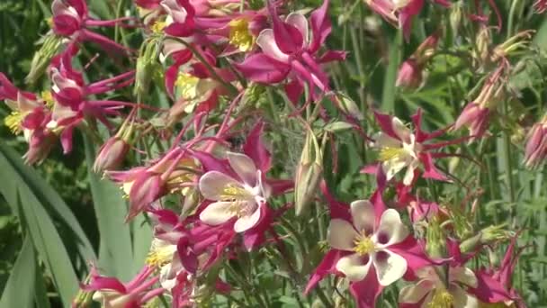 Барвисті квіти в літньому саду . — стокове відео