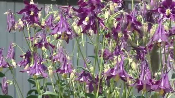 Bunte Blumen im Sommergarten. — Stockvideo