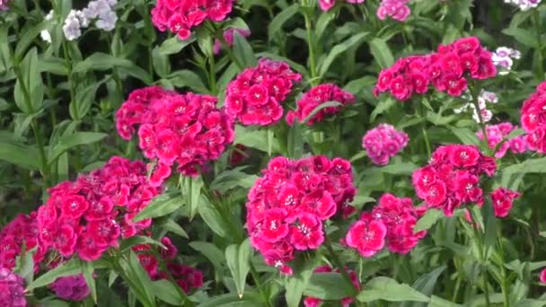 Clavel de flores turco (Dianthus barbatus ). — Vídeo de stock