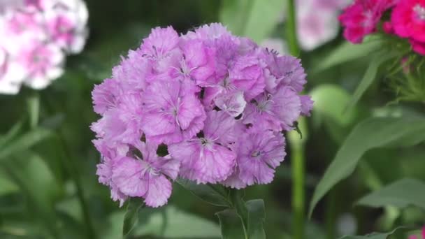 Blütennelke türkisch (dianthus barbatus)). — Stockvideo