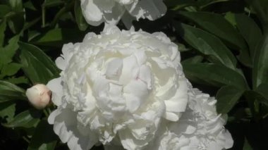 Şakayık beyaz renk