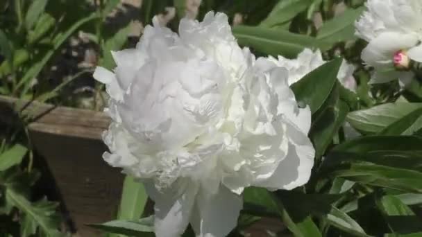 Pünkösdi rózsa, fehér szín — Stock videók