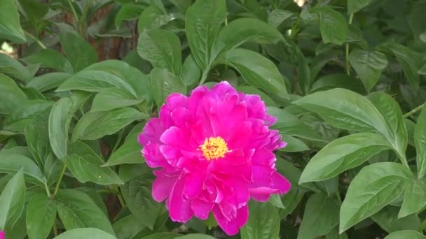 Peonia Colore rosso — Video Stock