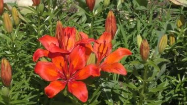 Lily (Lat. Lilium) turuncu renk