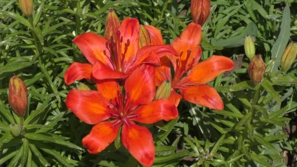 Lily (LAT. Lilium) Color naranja — Vídeo de stock