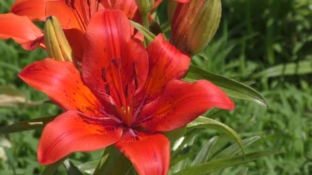 Lily (Lat. Lilium) turuncu renk — Stok video