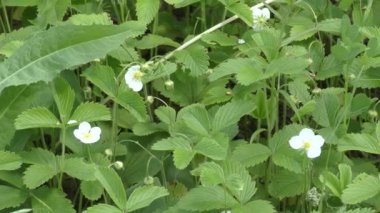 Beyaz çiçek çilek vesca