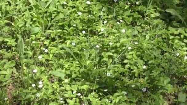 Flor blanca Fragaria vesca — Vídeos de Stock