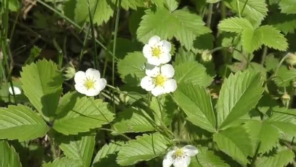 Flor blanca Fragaria vesca — Vídeos de Stock