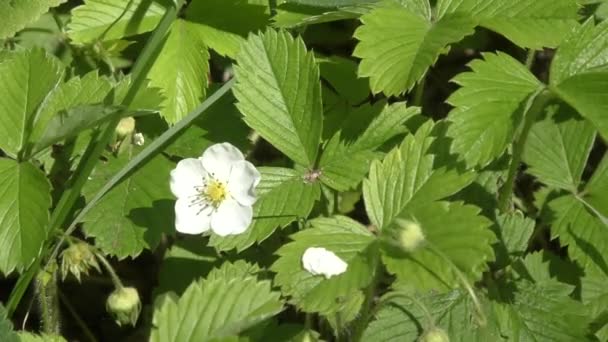 Flor blanca Fragaria vesca — Vídeos de Stock