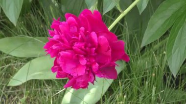 Şakayık kırmızı renk.