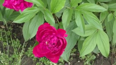 Şakayık kırmızı renk.