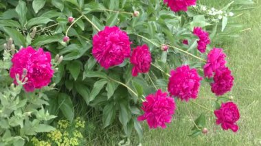 Şakayık kırmızı renk.