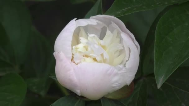 Peony white color. — Stock Video