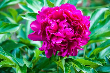 Şakayık kırmızı renk